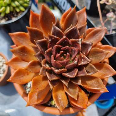 Echeveria Black Prince