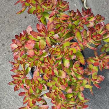 Crassula rubricaulis