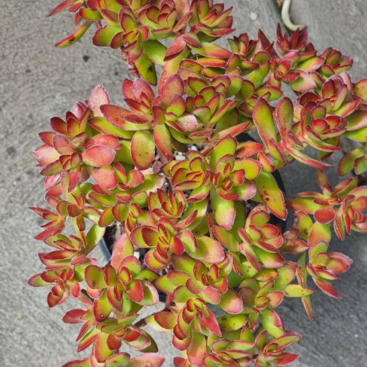 Plant image Crassula rubricaulis