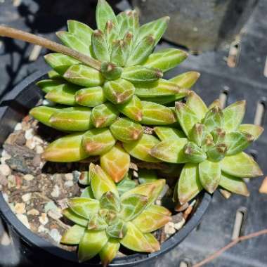 Pachyphytum Chiseled Stones