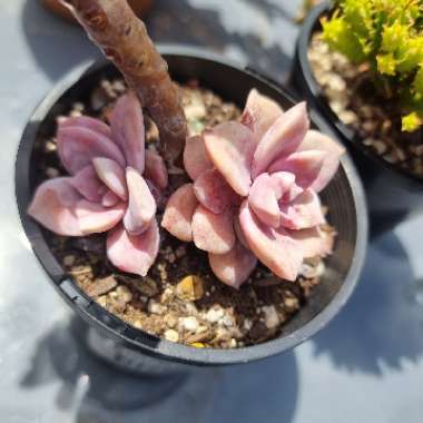 Graptopetalum Superbum