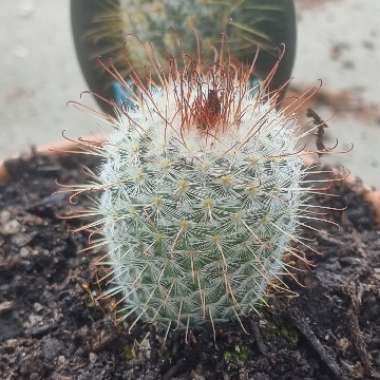 Mammillaria bombycina