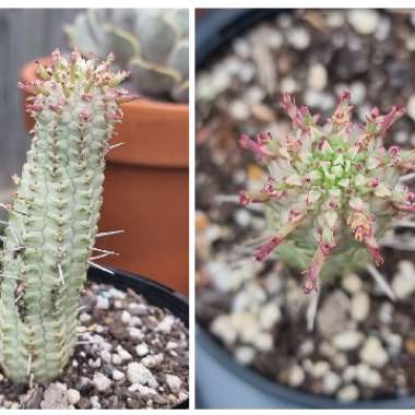 Euphorbia mammillaris 'Variegata'