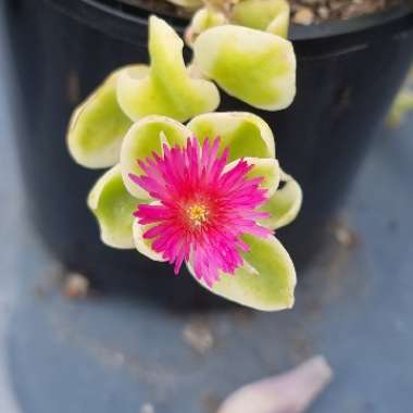 Aptenia cordifolia Variegata