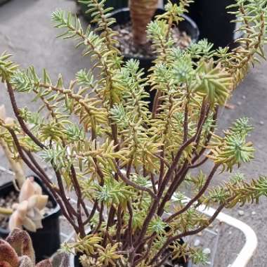 Sedum Griseum