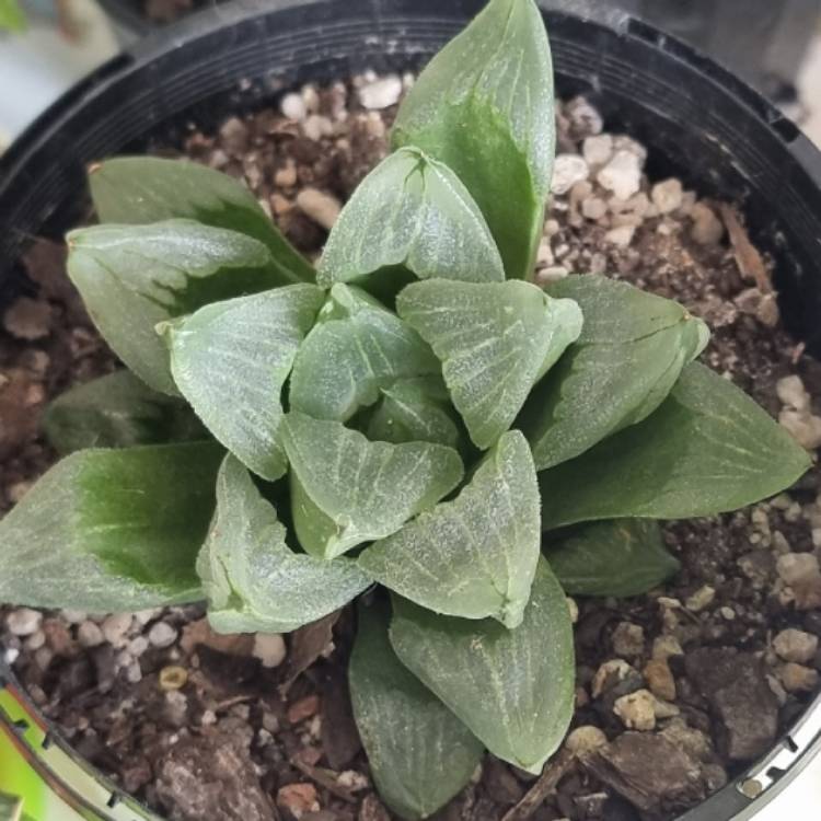 Plant image Haworthia Retusa 'Ice City'