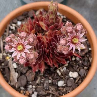 Sempervivum Red King