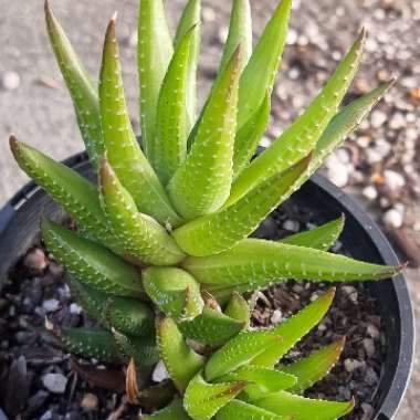 Haworthiopsis coarctata f. greenii syn. Haworthia coarctata f. greenii, Haworthia greenii