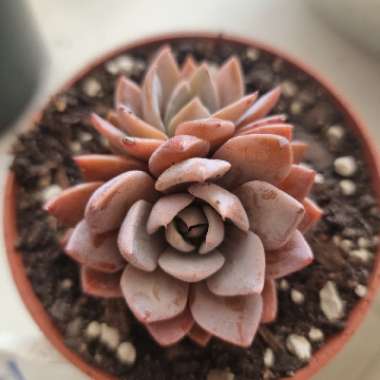 Graptopetalum Sugar Jelly