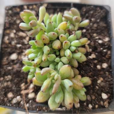 Graptopetalum Pachyphyllum