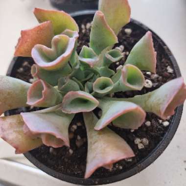 Echeveria Pinky Trumpet