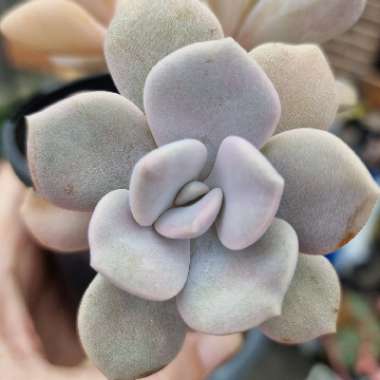 xGraptoveria Margaret Rose