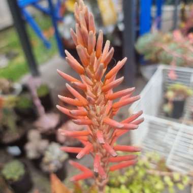 Aloe Brevifolia