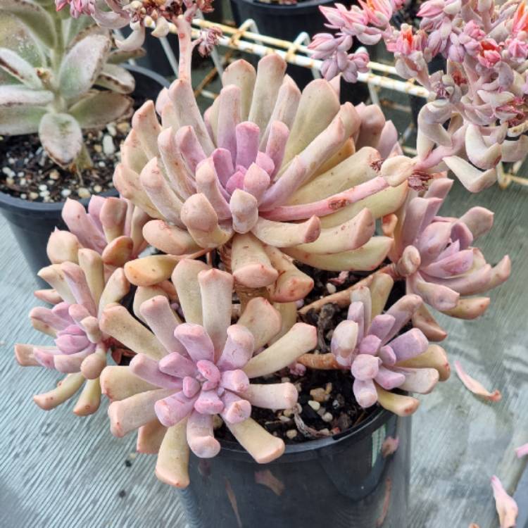 Plant image xGraptoveria Topsy Debbi