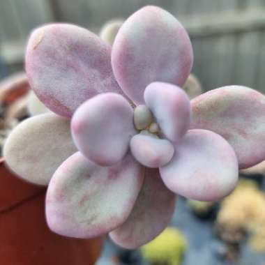 Graptopetalum Amethystinum