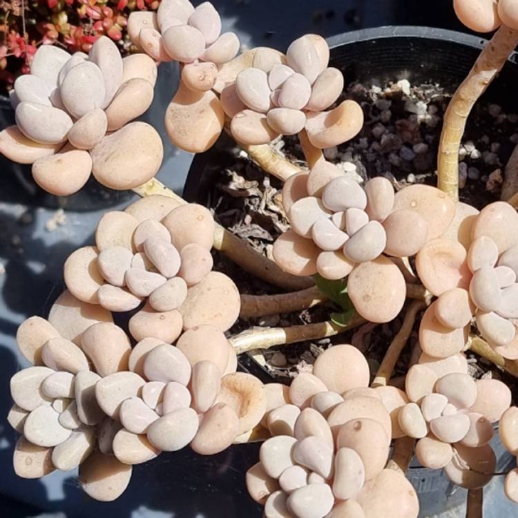 Plant image Graptopetalum Ellen