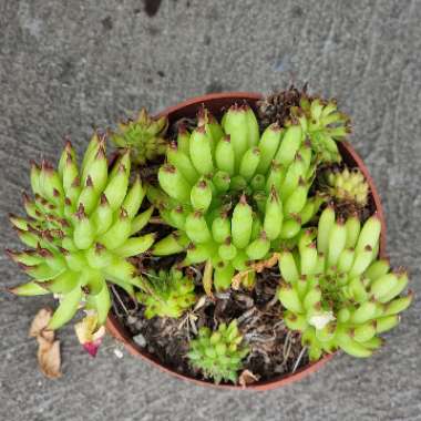 Sempervivum Pittoni