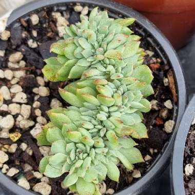 Echeveria Leisal Cristata