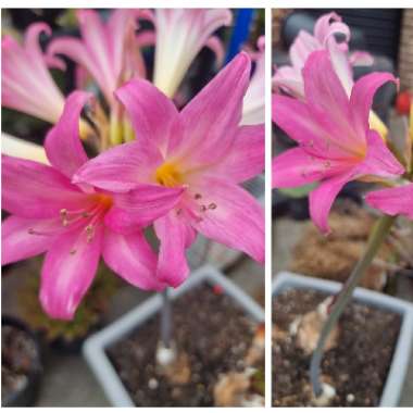 Amaryllis belladonna