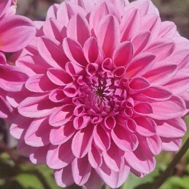 Dahlia