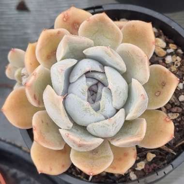 Echeveria Snow Bunny