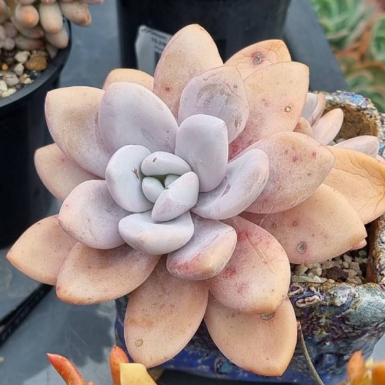 Plant image xGraptoveria Snow Peach