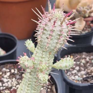 Euphorbia mammillaris 'Variegata'