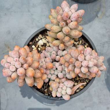 Pachyphytum Rzedowskii