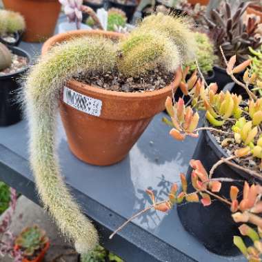 Cleistocactus winteri subs. colademononis