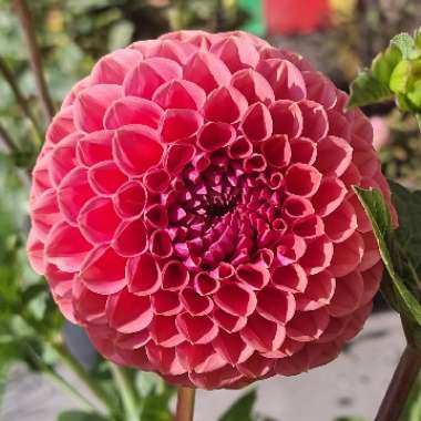 Dahlia