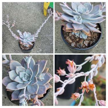 Graptoveria Pink Laui