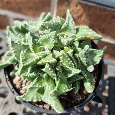 Faucaria tigrina