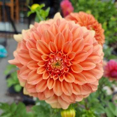 Dahlia