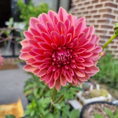 Dahlia