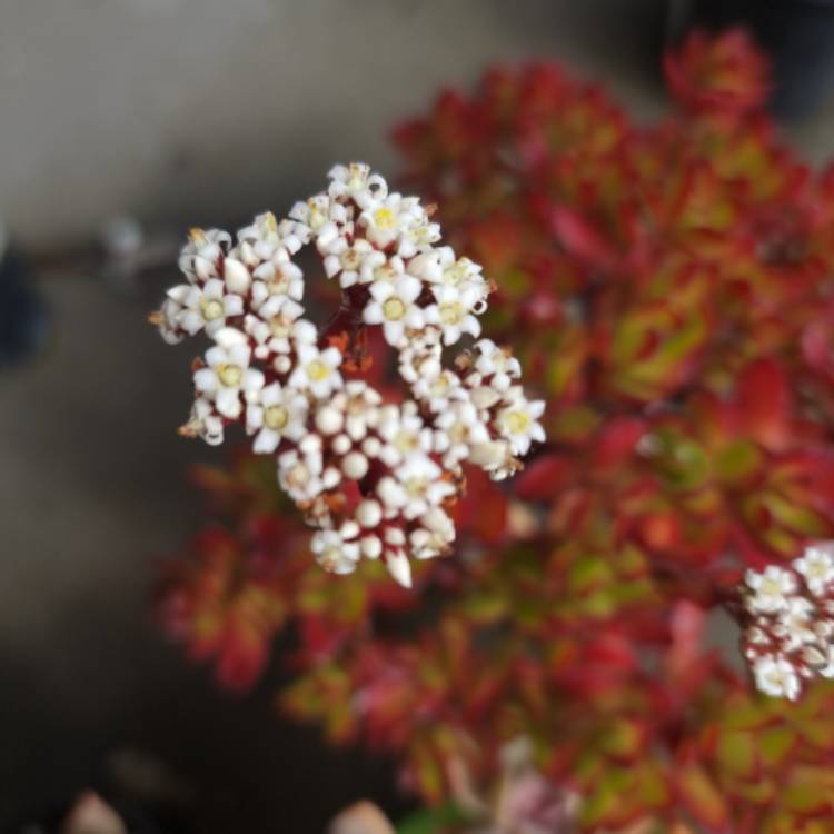 Plant image Crassula rubricaulis