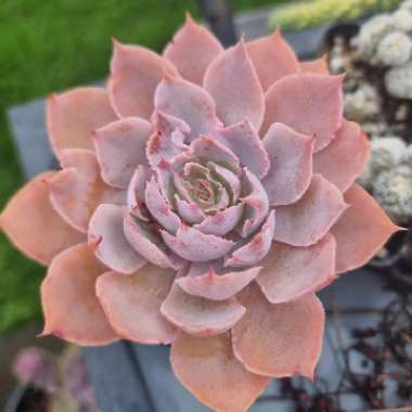 Echeveria Pinky