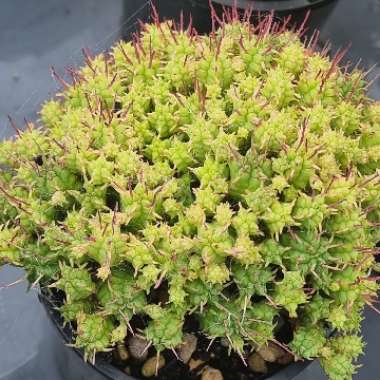 Euphorbia Mammillaris cv. Minima