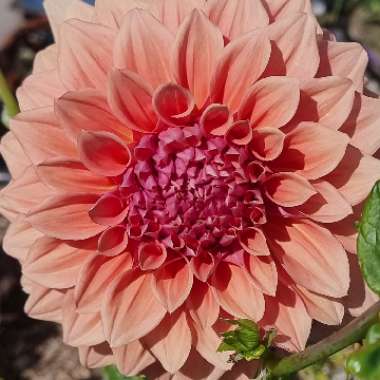 Dahlia