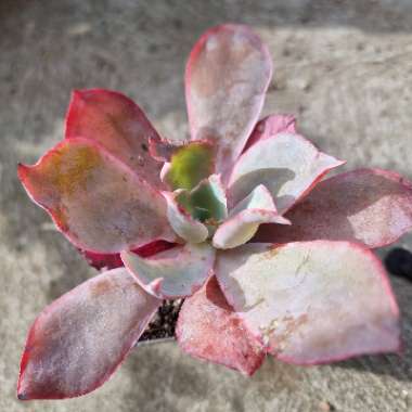 Echeveria Afterglow