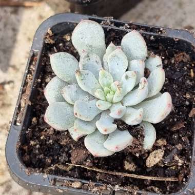 Echeveria Violet Magic