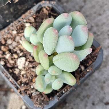 Pachyphytum Pink Tips