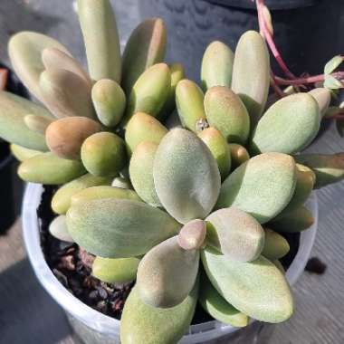 Pachyphytum 'Captain Jessop'