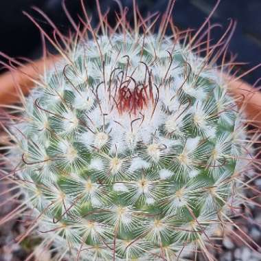 Mammillaria bombycina