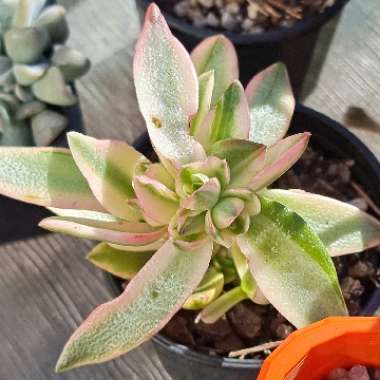 Crassula Capitella Variegata