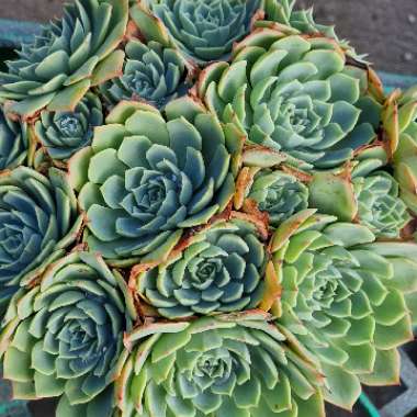 Echeveria Secunda