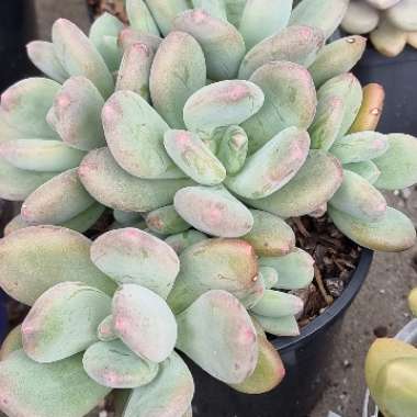 Pachyphytum Green Apple