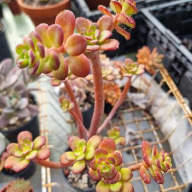 Echeveria Skinneri