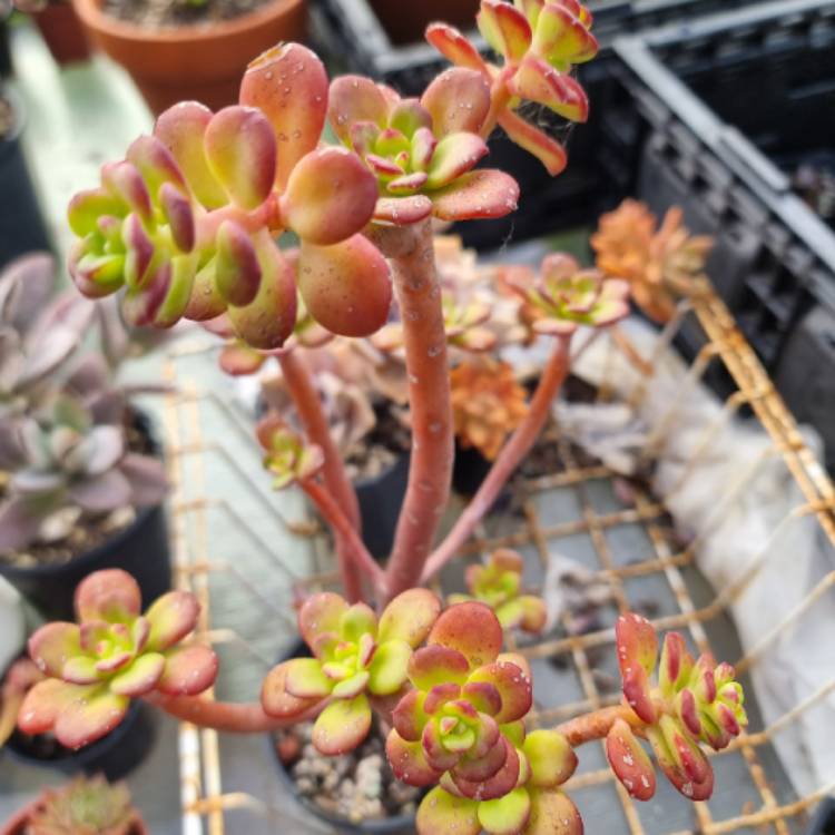 Plant image Echeveria Skinneri