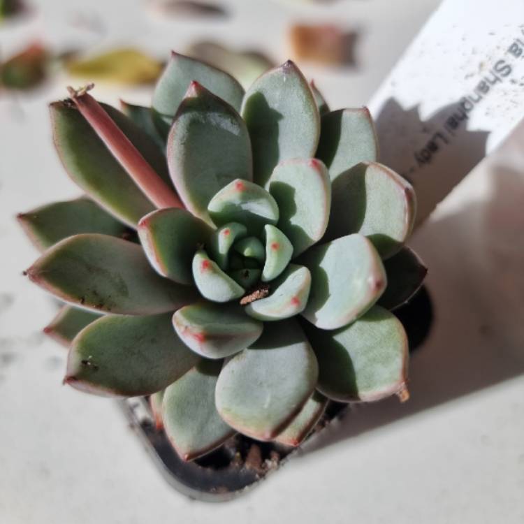 Plant image Echeveria Shanghai Lady