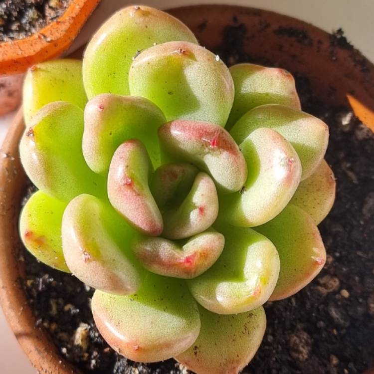 Plant image Echeveria Avocado Cream 